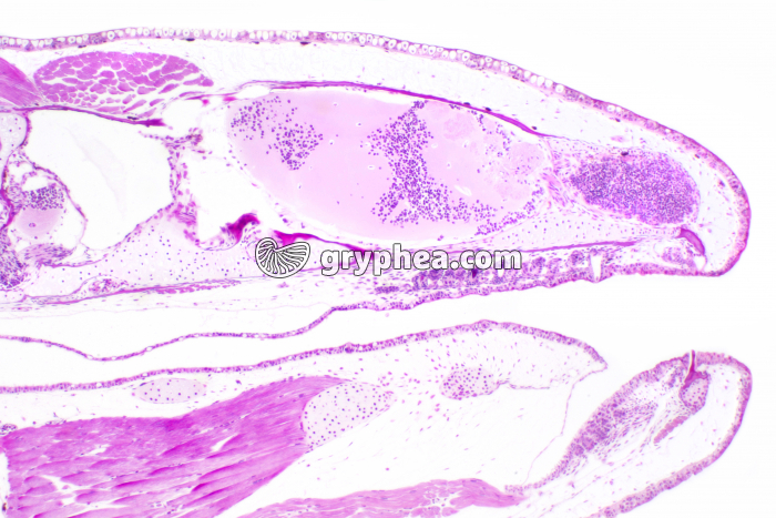 Tétard CL x15 - gryphea.com